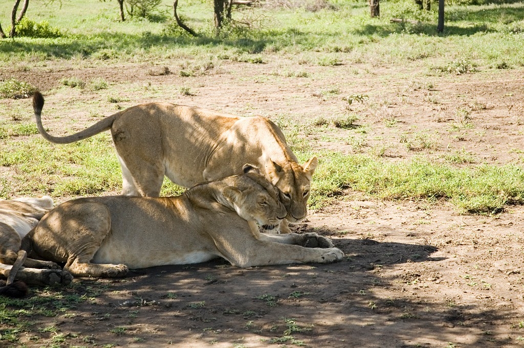 Ndutu loveflok01.jpg - Lion (Panthera leo), Tanzania March 2006